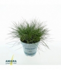Festuca