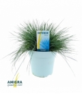 Festuca