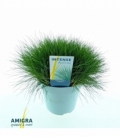 Festuca