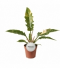 Philodendron