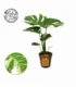 Monstera