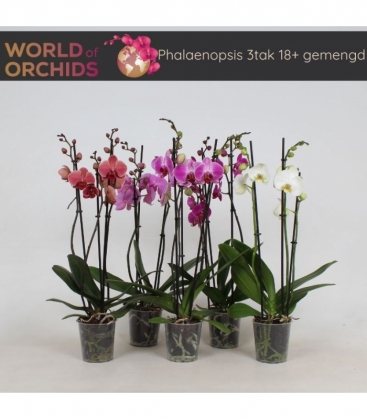 Phalaenopsis