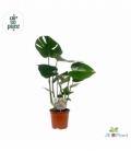 Monstera
