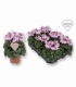 Cyclamen