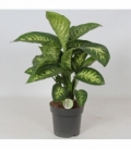 Dieffenbachia