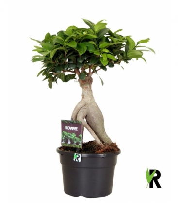 Ficus