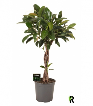 Ficus
