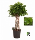 Ficus