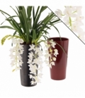 Cymbidium