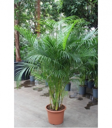 Dypsis