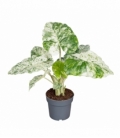 Alocasia