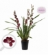 Cymbidium