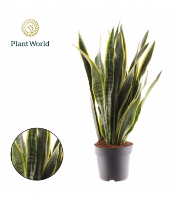 Sansevieria