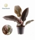 Philodendron