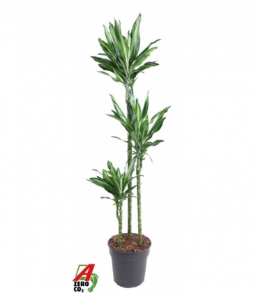 Dracaena