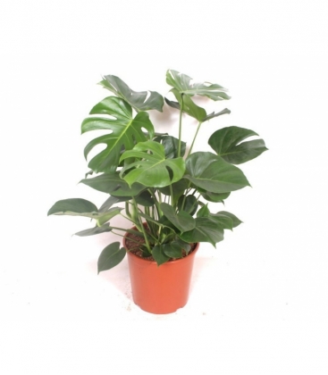 Monstera