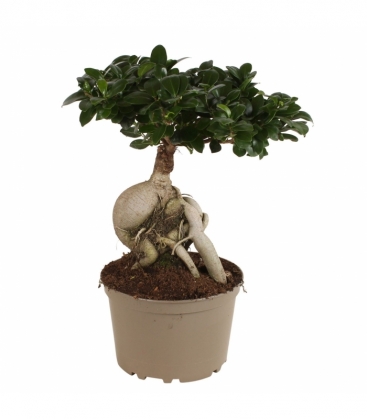 Ficus