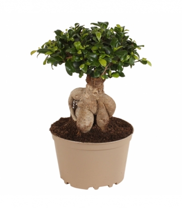 Ficus