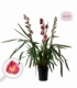 Cymbidium