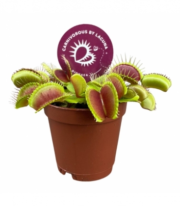 Dionaea