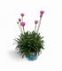 Armeria