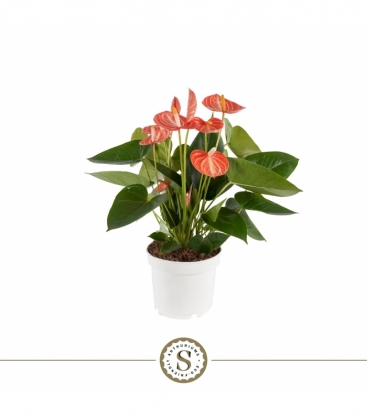 Anthurium