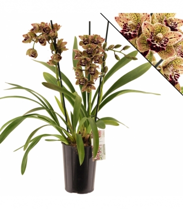 Cymbidium