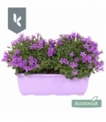 Campanula