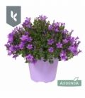 Campanula