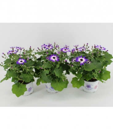 Cineraria