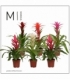 Bromelia