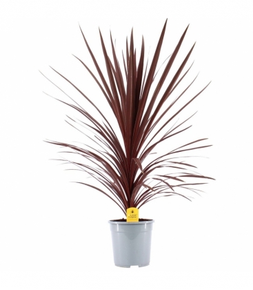 Cordyline