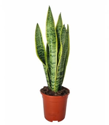 Sansevieria