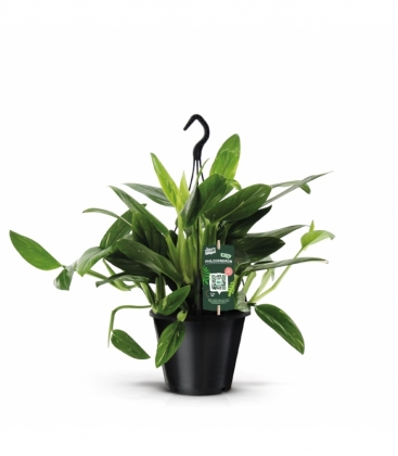 Philodendron