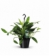 Philodendron