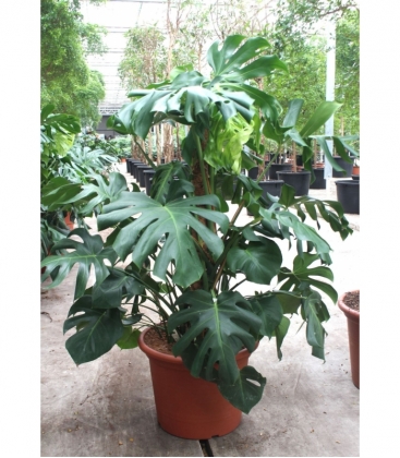 Monstera