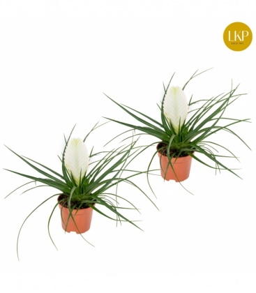Tillandsia