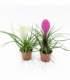 Tillandsia