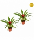 Guzmania