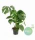 Monstera