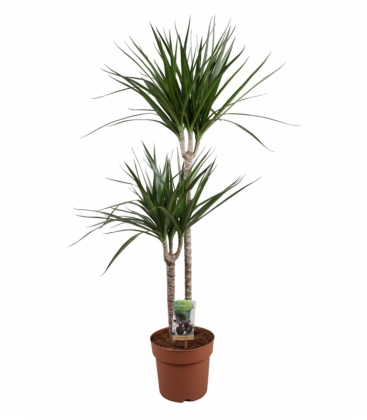 Dracaena