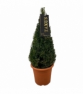 Taxus