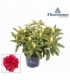Rhododendron