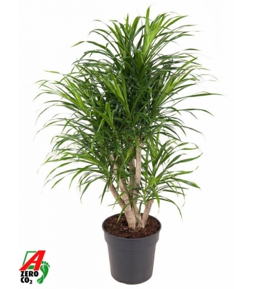 Dracaena