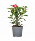 Adenium