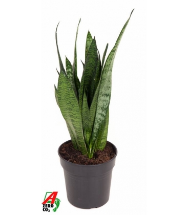 Sansevieria