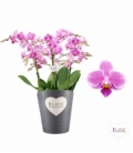 Phalaenopsis
