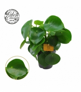 Peperomia
