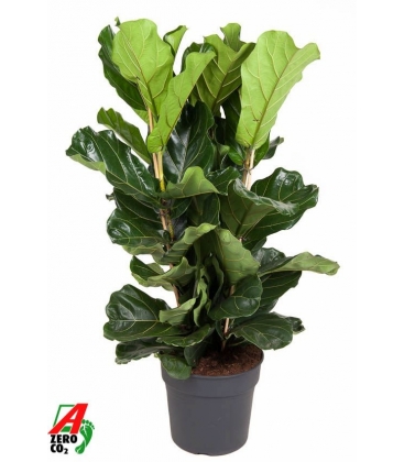 Ficus
