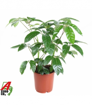 Schefflera